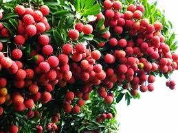 Tích cực triển khai các hoạt động nhằm đẩy mạnh tiêu thu vải thiều mùa vụ năm 2015