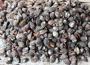 Quảng Ninh: Tiêu hủy 2.240kg sò không rõ nguồn gốc