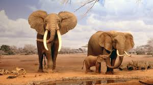 Ra mắt ứng dụng bảo vệ động vật hoang dã trên thiết bị di động