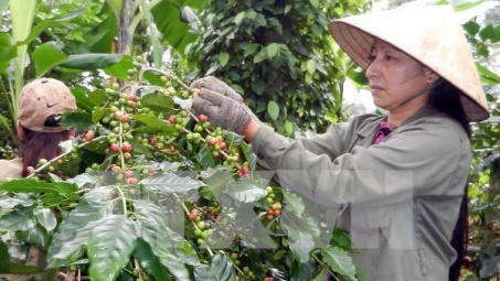 Lãi suất cho vay tái canh cà phê không được vượt quá 7%/năm