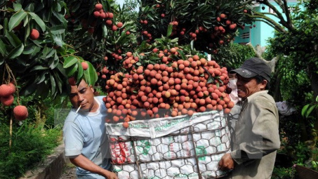 Bắc Giang sớm chủ động triển khai công tác tiêu thụ vải thiều