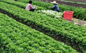 Phát triển xuất khẩu rau, quả bền vững