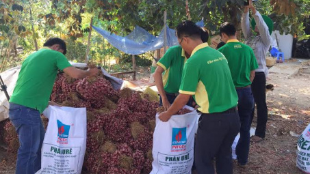 PVFCCo hỗ trợ nông dân xã Vĩnh Châu tiêu thụ gần 10 tấn hành tím