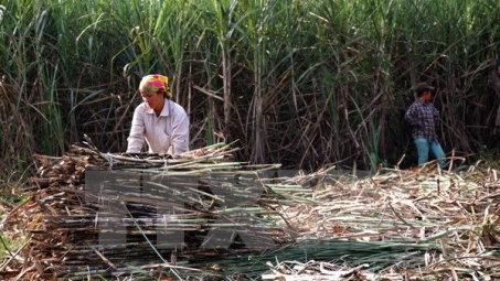 Ngành mía đường đứng trước "bài toán" thiếu hụt nguyên liệu