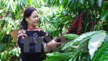 Ba học sinh sáng chế máy chưng cất rượu cần hương vị cà phê
