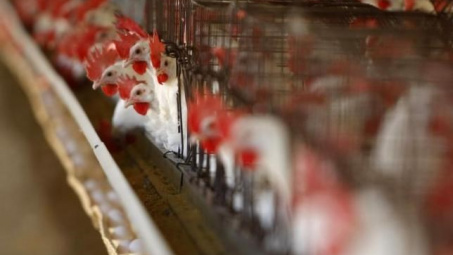 WTO lên tiếng bảo vệ Mỹ trong tranh chấp thương mại với Ấn Độ
