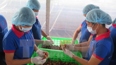 Hải Dương: Sẵn sàng đưa lô vải thiều đầu tiên xuất sang Mỹ