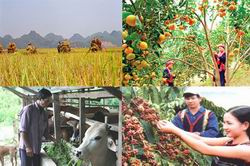 Chính sách tín dụng mới phục vụ phát triển nông nghiệp