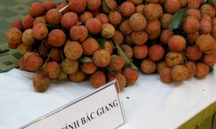 Dự cảm một mùa vải thuận lợi