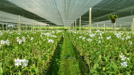 JETRO hopes to expand agriculture investment in Ha Nam 