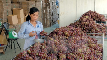Nỗ lực để người dân tiếp cận “Chuỗi thực phẩm an toàn”