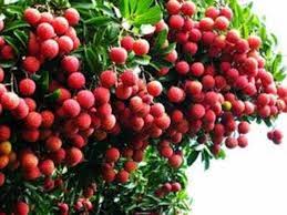 Vải thiều Thanh Hà được giá