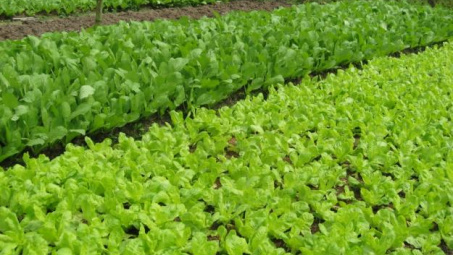 Japanese firm to develop organic vegetable project in Ha Nam