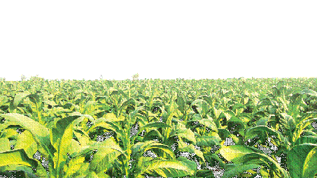 Tổng công ty Thuốc lá Việt Nam (Vinataba): 3 khâu đột phá thực hiện các phong trào thi đua