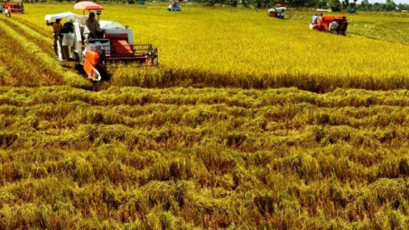 Vietnam expects 45 million tonnes of rice this year