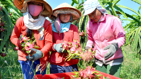 Hiệu quả từ tiết kiệm điện trong sản xuất thanh long