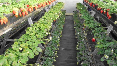  Tokushima seeks investment opportunities in Ha Nam