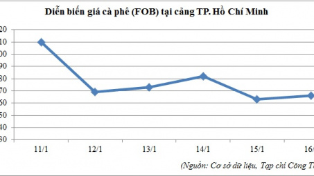 Diễn biến giá cà phê tại cảng TP. Hồ Chí Minh (11/01 - 16/01/2016)