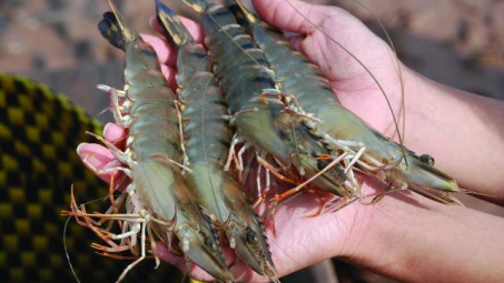 Vietnam’s aquatic exports in Q1 hit 1.36 billion USD 