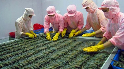 Shrimp export sales expected to recover after difficult 2015