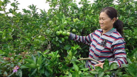 Mô hình tiêu thụ gắn với sản xuất nông sản ở Long An