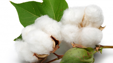 Giá bông Trung Quốc có xu hướng tăng