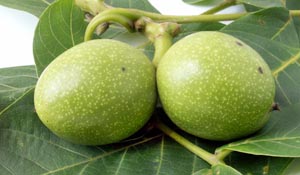 Ả Rập Saudi cấm nhập khẩu quả Cola