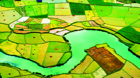 Vietnam shifts towards high-quality rice exportfrom 2016