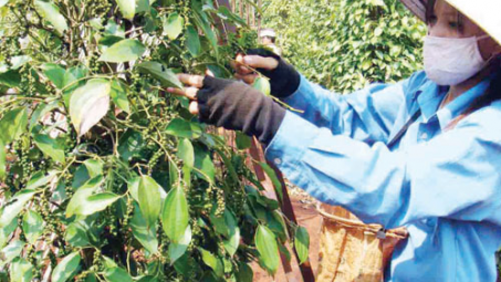 Biểu thuế nhập khẩu ưu đãi đối với hàng hóa có xuất xứ từ Ấn Độ