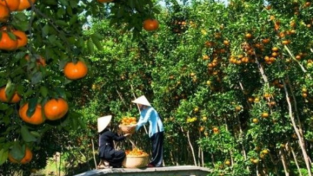 Tái cơ cấu ngành nông nghiệp phải gắn với thị trường tiêu thụ