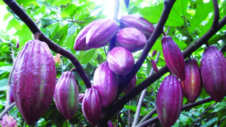 Việt Nam vào nhóm 23 nước có hương vị cacao tốt