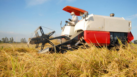 Doanh nghiệp đầu mối xuất khẩu gạo phải có vùng nguyên liệu