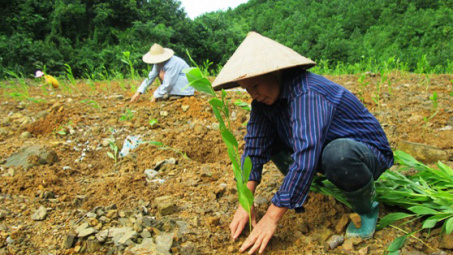 Các dự án thủy điện: Sẽ rút giấy phép nếu không trồng bù rừng