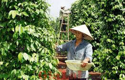 Thương hiệu Phân bón Văn Điển đối với vùng đất Tây Nguyên