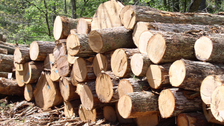 Export earnings from timber, wooden furniture reached 7.3 billion USD
