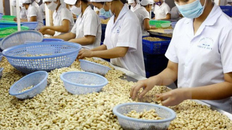 Vietnam’s cashew exports forecast to hit 2.7 billion USD in 2016 