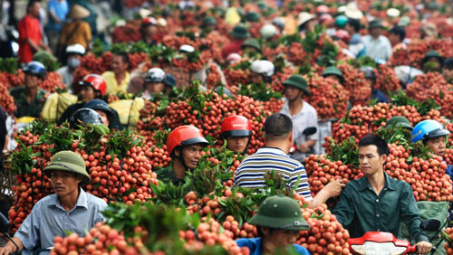 Fruit-vegetable export predicted to hit 2.6 billion USD