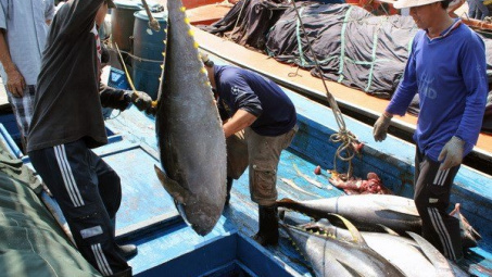 Tuna export shows an increase of 10 percent 