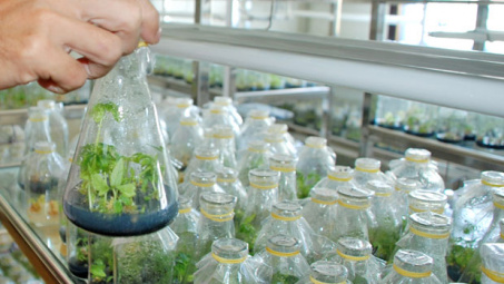 Ha Nam offers special incentives for foreign investment in high-tech agriculture