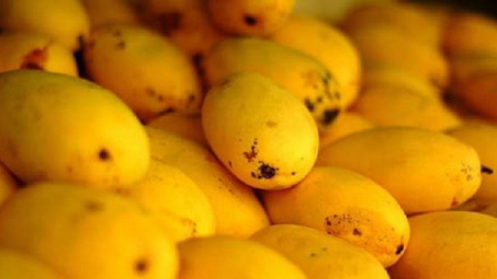 US allows importing Vietnamese fresh mangoes 