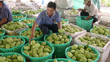 Australia is to import Vietnamese mangoes