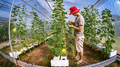 Nông nghiệp Việt Nam thu hút mạnh các nhà đầu tư Nhật Bản