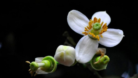 Tháng 3, mùa hoa Bưởi