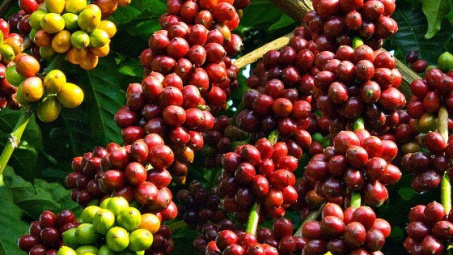 Ấn Độ chính thức dỡ bỏ lệnh cấm nhập khẩu  6 mặt hàng nông sản của Việt Nam 