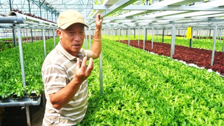 Cận cảnh nông trại rau hai tầng siêu năng suất của người Đà Lạt