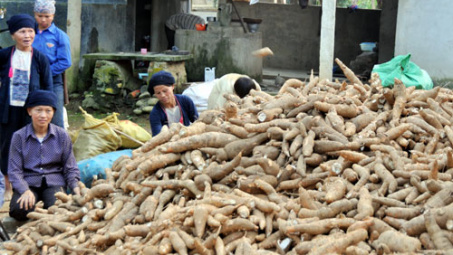 Bài toán nguyên liệu cho sản xuất cồn ethanol