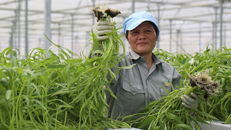 Quy trình trồng rau sạch của VinEco tại Tam Đảo