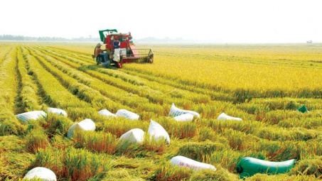 Vietnam’s rice sector need to launch a comprehensive reform