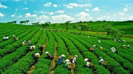 Cải cách nông nghiệp là then chốt để Việt Nam thúc đẩy tăng trưởng