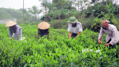 Phân bón Văn Điển  tập huấn cho nông dân 